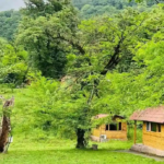 پارک جنگلی جوارم، زیبایی‌ جنگلی در دل مازندران