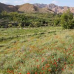 روستای تجنود خراسان جنوبی؛ شگفتی طبیعت سبز در دل کویر