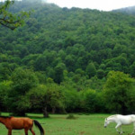 جنگل الیمستان آمل؛ مرطوب، خزه‌بسته و رویایی