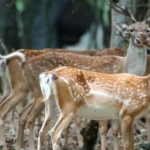 برج برفی مشهد؛ تجربه زمستان در دل تابستان 28 باغ وحش مشهد؛ سفری به دنیای حیوانات در باغ وحش وکیل آباد