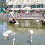 برج برفی مشهد؛ تجربه زمستان در دل تابستان 22 باغ پرندگان مشهد؛ یک روز متفاوت میان آواز و پرواز